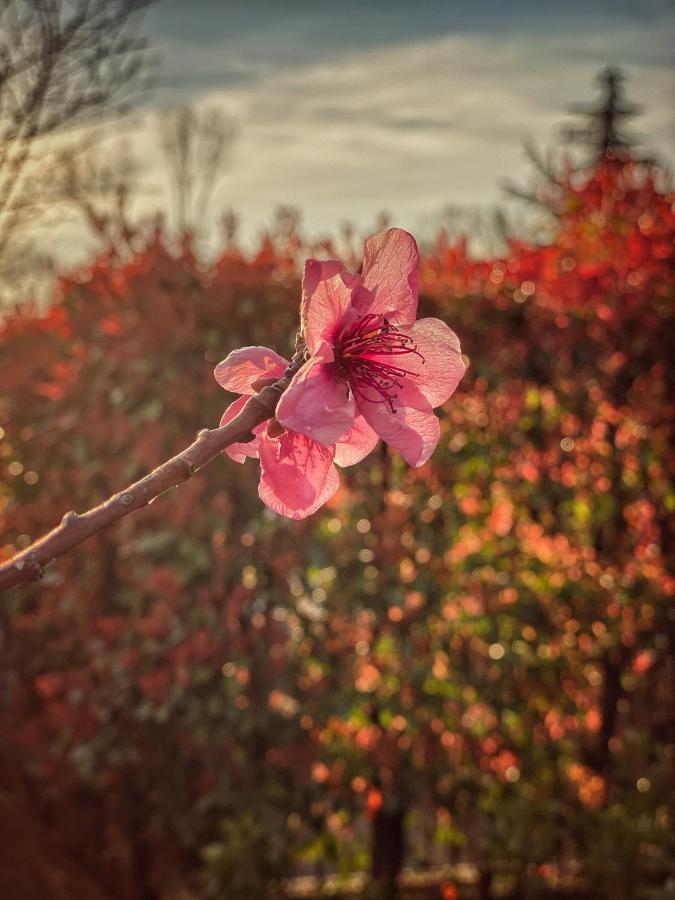 Residenza Il Fiore Bergamo Eksteriør billede